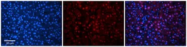 Anti-C1orf144 antibody, N-term used in IHC (Paraffin sections) (IHC-P). GTX45302