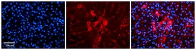 Anti-METTL5 antibody, N-term used in IHC (Paraffin sections) (IHC-P). GTX45350