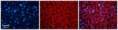 Anti-TXN2 antibody, Internal used in IHC (Paraffin sections) (IHC-P). GTX45360