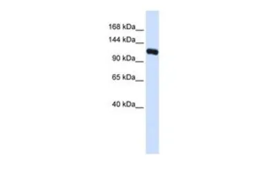 Anti-KIF5C antibody, N-term used in Western Blot (WB). GTX45388