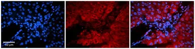 Anti-FAU antibody, Internal used in IHC (Paraffin sections) (IHC-P). GTX45390
