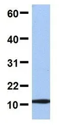 Anti-FAU antibody, Internal used in Western Blot (WB). GTX45390