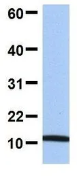Anti-FAU antibody, Internal used in Western Blot (WB). GTX45390