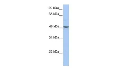 Anti-PELI3 antibody, N-term used in Western Blot (WB). GTX45397