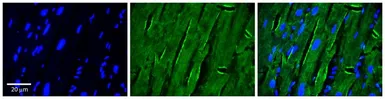 Anti-SH3KBP1 antibody, N-term used in IHC (Paraffin sections) (IHC-P). GTX45417