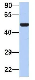 Anti-PAOX antibody, Internal used in Western Blot (WB). GTX45444