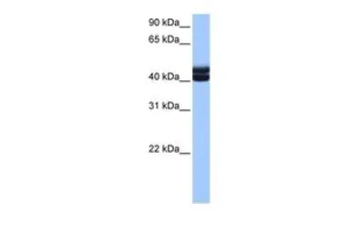 Anti-GSG1 antibody, C-term used in Western Blot (WB). GTX45447