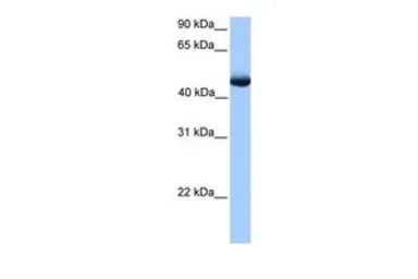 Anti-PAOX antibody, C-term used in Western Blot (WB). GTX45449