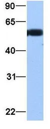 Anti-TUBA3C antibody, N-term used in Western Blot (WB). GTX45481