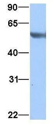 Anti-TUBA3C antibody, N-term used in Western Blot (WB). GTX45481