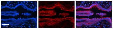 Anti-PDXK antibody, N-term used in IHC (Paraffin sections) (IHC-P). GTX45487
