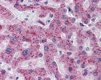 Anti-Matriptase 2 antibody, N-term used in IHC (Paraffin sections) (IHC-P). GTX45599