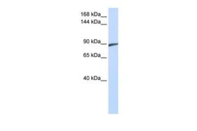 Anti-SPATA5 antibody, Internal used in Western Blot (WB). GTX45695