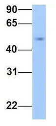 Anti-PRRC1 antibody, Internal used in Western Blot (WB). GTX45759