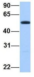 Anti-PRRC1 antibody, Internal used in Western Blot (WB). GTX45759