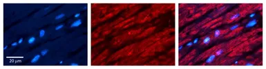 Anti-CRY2 antibody, N-term used in IHC (Paraffin sections) (IHC-P). GTX45786