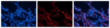 Anti-SEC6 antibody, Internal used in IHC (Paraffin sections) (IHC-P). GTX45794