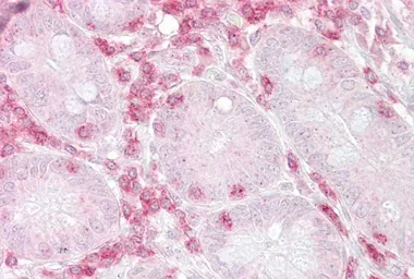 Anti-METAP2 antibody, N-term used in IHC (Paraffin sections) (IHC-P). GTX45796