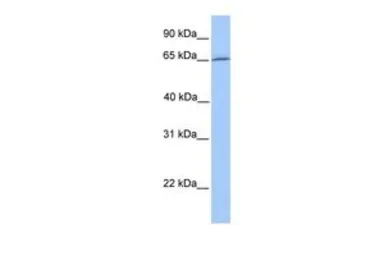Anti-DYNC1I1 antibody, N-term used in Western Blot (WB). GTX45810