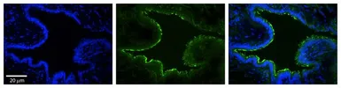 Anti-MTX2 antibody, N-term used in IHC (Paraffin sections) (IHC-P). GTX45847