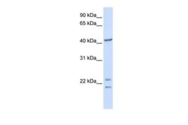 Anti-C16ORF48 antibody, C-term used in Western Blot (WB). GTX45861