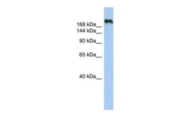 Anti-CNTNAP4 antibody, N-term used in Western Blot (WB). GTX45907