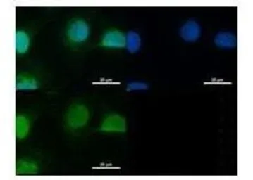 Anti-SUN1 antibody, N-term used in IHC (Paraffin sections) (IHC-P). GTX45959