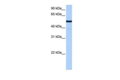 Anti-BTNL8 antibody, N-term used in Western Blot (WB). GTX45968