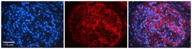 Anti-C16ORF58 antibody, N-term used in IHC (Paraffin sections) (IHC-P). GTX46007