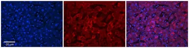 Anti-UGT1A7 antibody, N-term used in IHC (Paraffin sections) (IHC-P). GTX46071