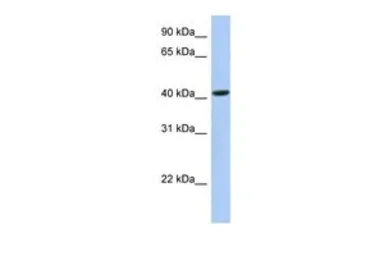 Anti-FAM105A antibody, Internal used in Western Blot (WB). GTX46073