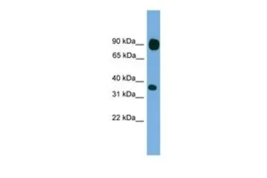 Anti-PCDHB15 antibody, N-term used in Western Blot (WB). GTX46078