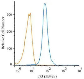 Anti-p73 antibody [5B429] used in Flow cytometry (FCM). GTX46123