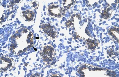 Anti-RPS16 antibody, N-term used in IHC (Paraffin sections) (IHC-P). GTX46159