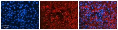 Anti-GLYAT antibody, N-term used in IHC (Paraffin sections) (IHC-P). GTX46205