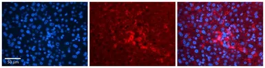 Anti-FNTA antibody, N-term used in IHC (Paraffin sections) (IHC-P). GTX46223
