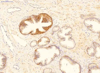 Anti-GADD45B antibody, Internal used in IHC (Paraffin sections) (IHC-P). GTX46244