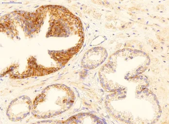 Anti-GADD45B antibody, Internal used in IHC (Paraffin sections) (IHC-P). GTX46244