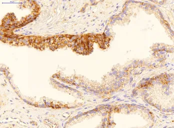 Anti-GADD45B antibody, Internal used in IHC (Paraffin sections) (IHC-P). GTX46244