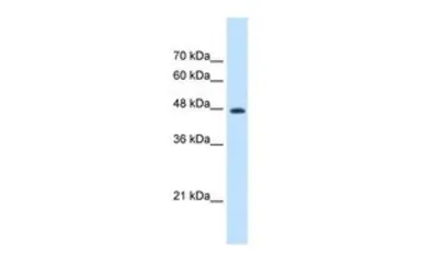 Anti-EEF1G antibody, N-term used in Western Blot (WB). GTX46254
