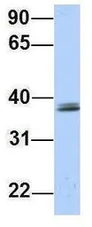Anti-SRRD antibody, Internal used in Western Blot (WB). GTX46267
