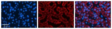 Anti-CTAGE5 antibody, Internal used in IHC (Paraffin sections) (IHC-P). GTX46272