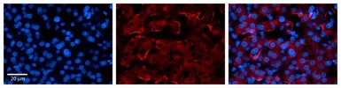 Anti-CTAGE5 antibody, Internal used in IHC (Paraffin sections) (IHC-P). GTX46273
