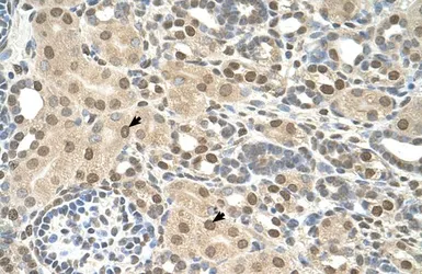 Anti-TMEM30A antibody, Internal used in IHC (Paraffin sections) (IHC-P). GTX46298