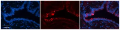 Anti-NETO2 antibody, N-term used in IHC (Paraffin sections) (IHC-P). GTX46306