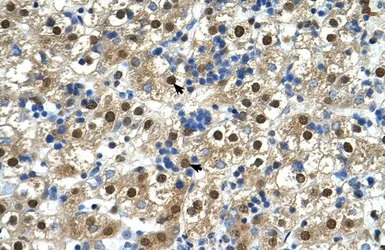 Anti-GDE1 antibody, N-term used in IHC (Paraffin sections) (IHC-P). GTX46333