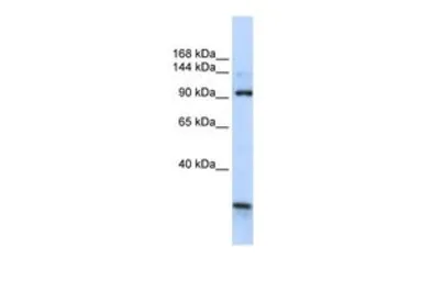 Anti-KIAA1024 antibody, C-term used in Western Blot (WB). GTX46362