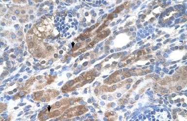 Anti-KIAA0319 antibody, N-term used in IHC (Paraffin sections) (IHC-P). GTX46363