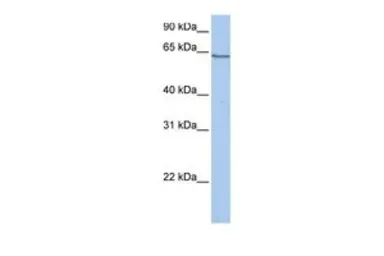 Anti-PCDHA4 antibody, C-term used in Western Blot (WB). GTX46380