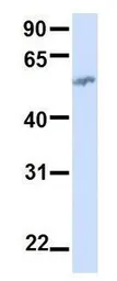 Anti-BTN2A1 antibody, N-term used in Western Blot (WB). GTX46400